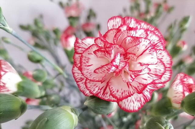 Carnation Carnation