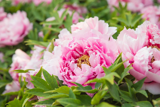 Peony Peony
