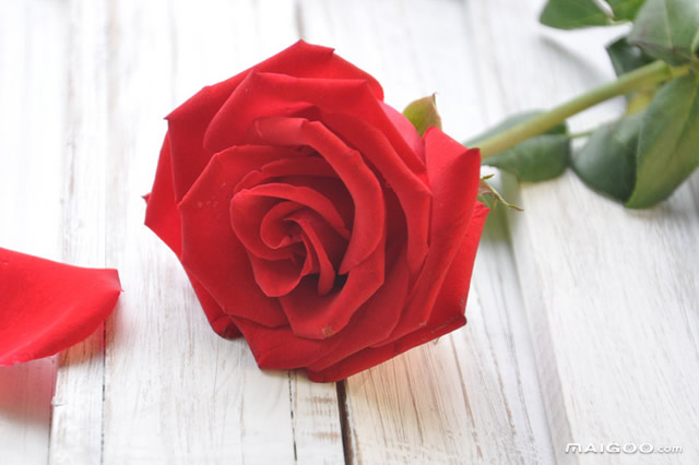 Rose Rose