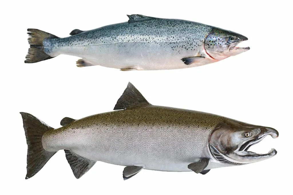 Salmon Top 10 Salmon Origins in the World