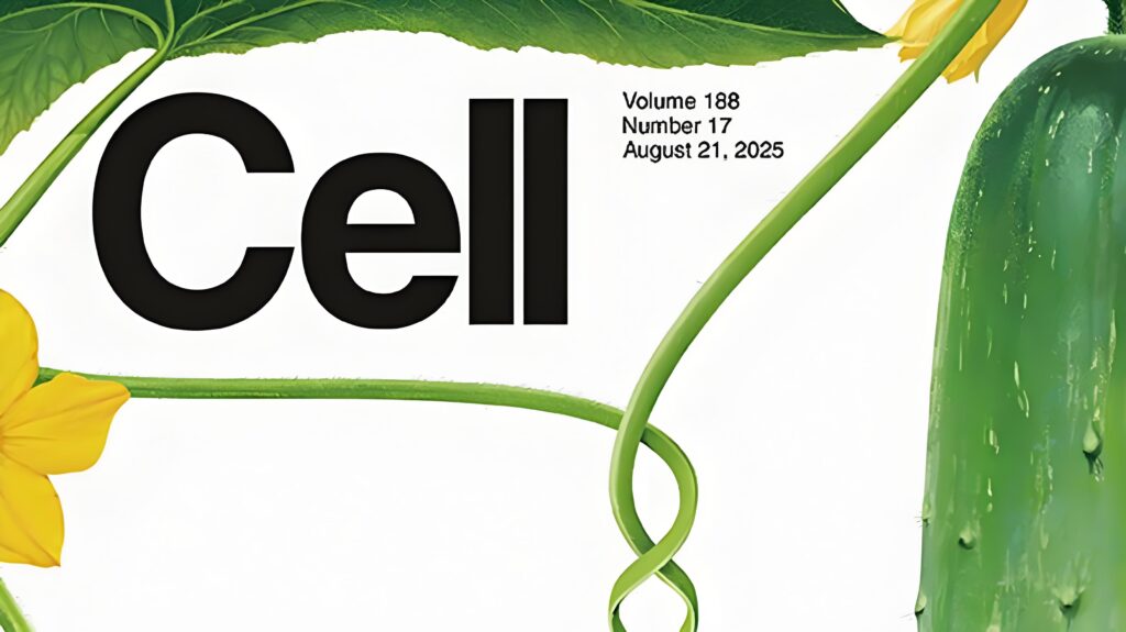 cell cell