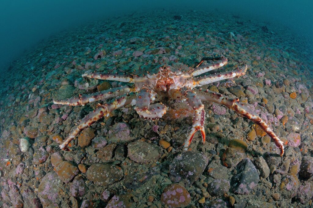 World's Top 10 King Crab Producing Regions World's Top 10 King Crab Producing Regions