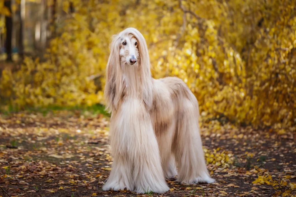Afghan Hound Afghan Hound