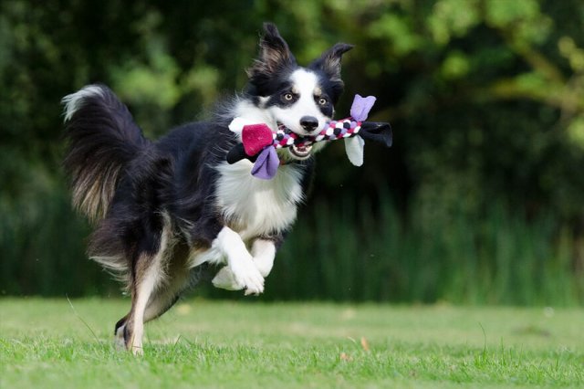 Border Collie Border Collie