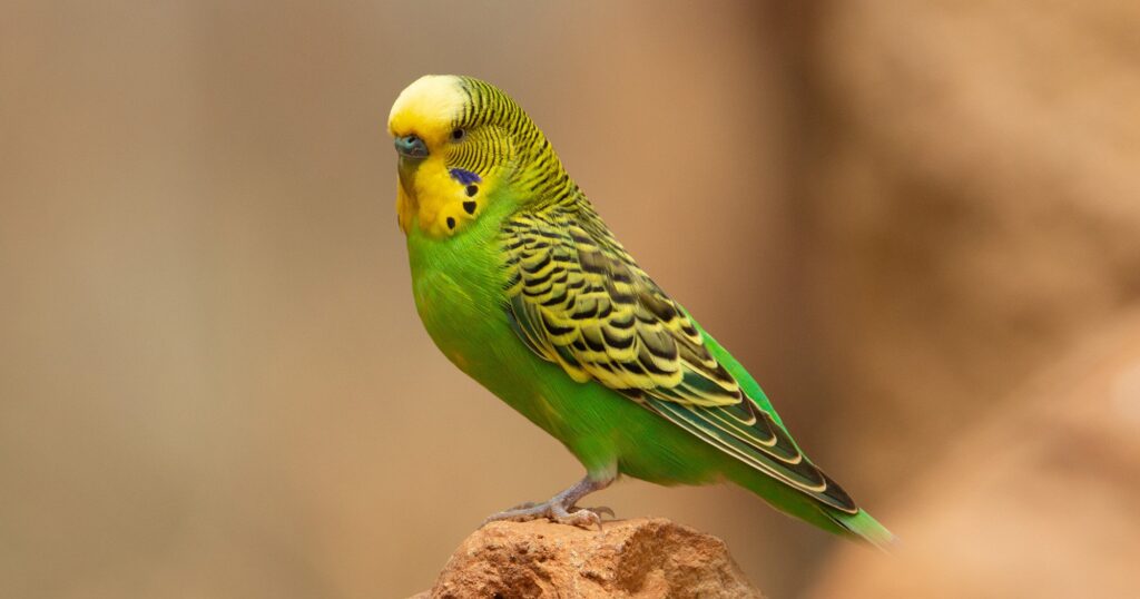 Budgeriga Budgeriga