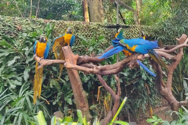 Macaw Macaw
