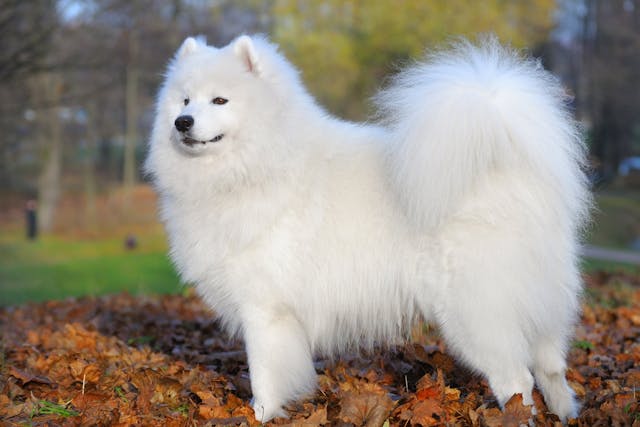 Samoyed Samoyed