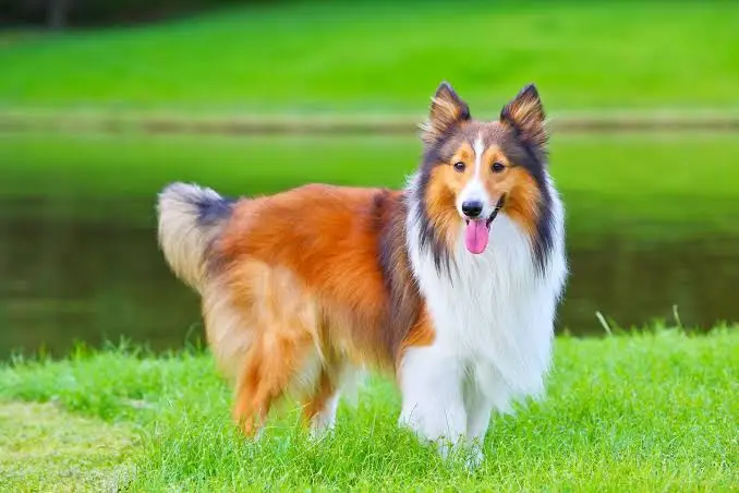 Shetland Sheepdog Shetland Sheepdog