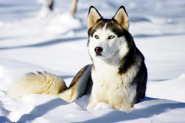 Siberian Husky Siberian Husky