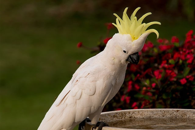 Sulphur-crested Cockatoo Sulphur-crested Cockatoo