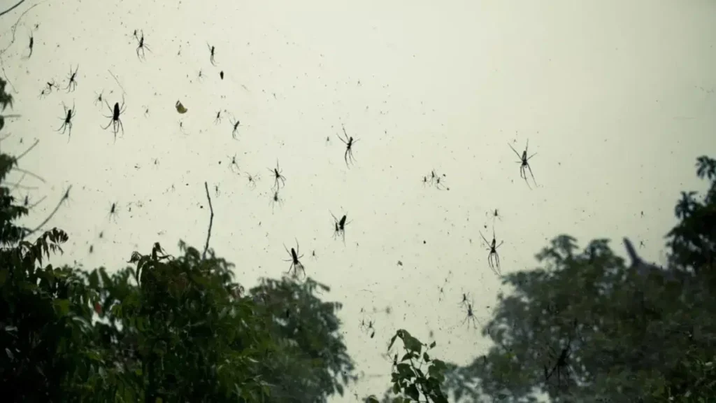 Unexplained Animal Rainfall Unexplained Animal Rainfall