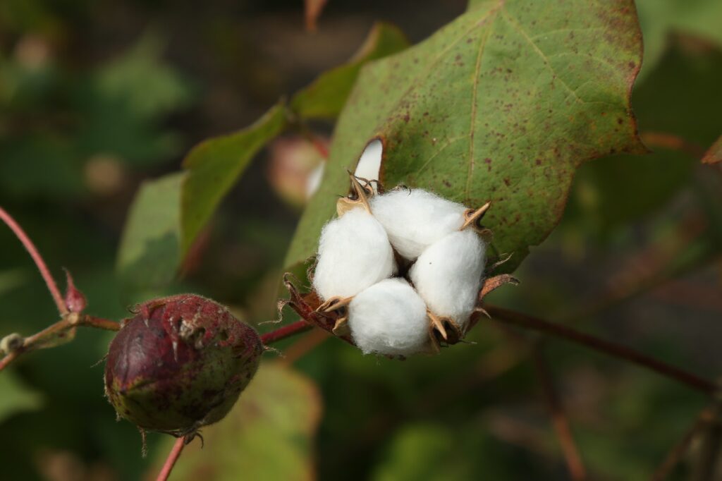 cotton flower