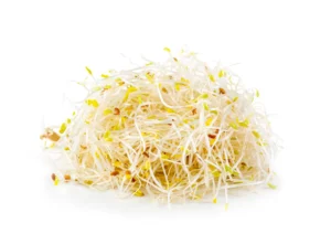 Alfalfa Sprouts