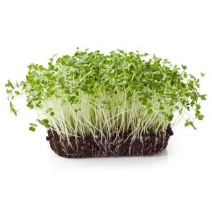 Broccoli Sprouts 