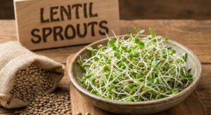Lentil Sprouts